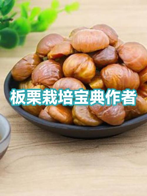 板栗短文阅读答案缩略图
