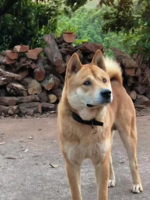 广西土猎犬缩略图