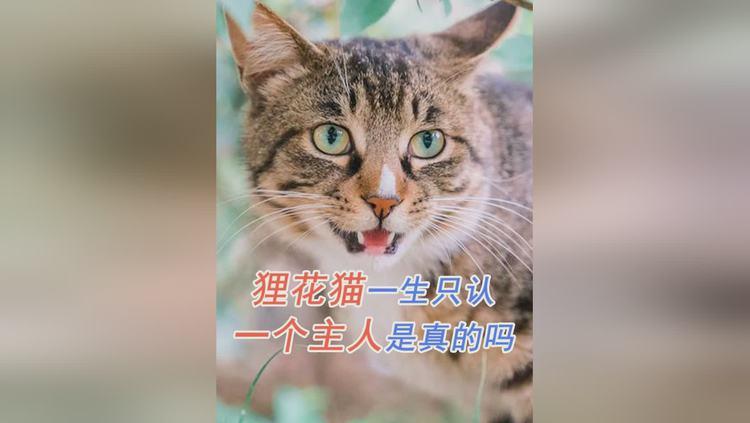 狸花猫一生认几个主人缩略图