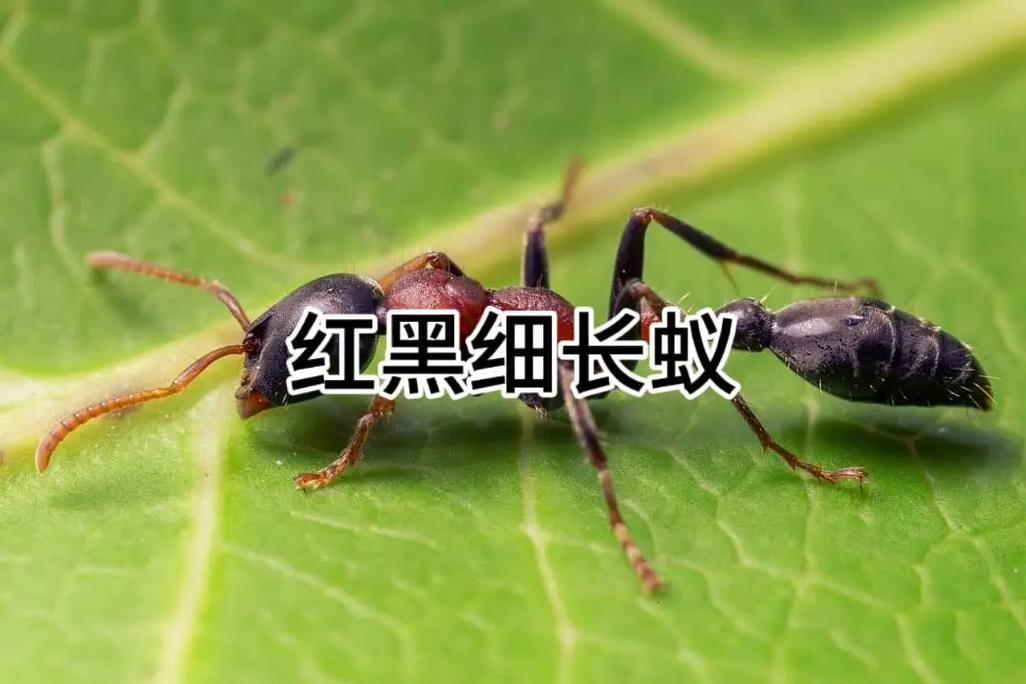 中国一共有多少只蚂蚁缩略图