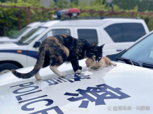 猫丢了调监控找警察可以么缩略图