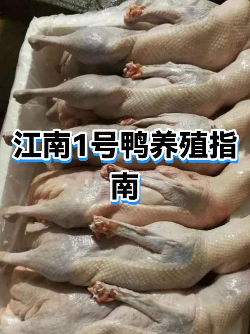 养1000只鸭利润是多少游戏截图