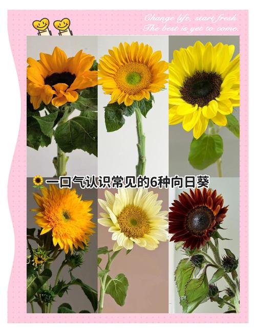 向日葵具有哪些优秀品质缩略图