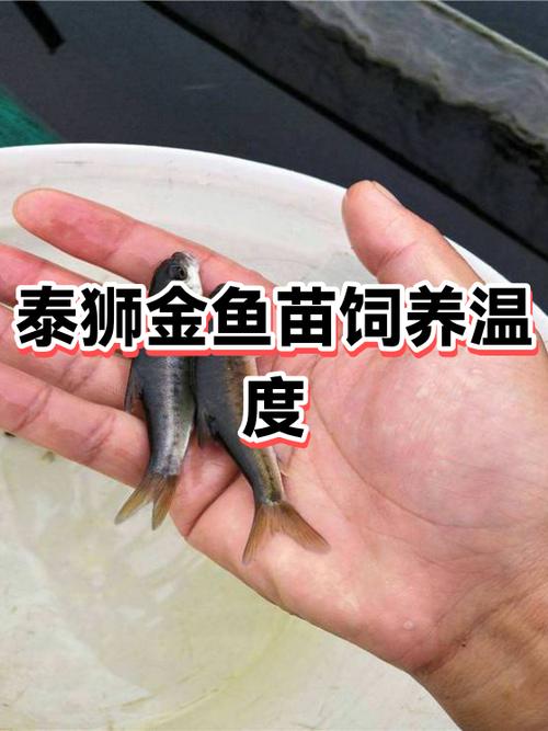 金鱼养殖利润缩略图