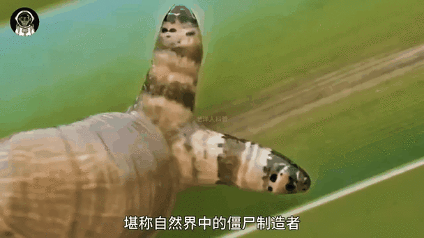 指令制作超强僵尸缩略图