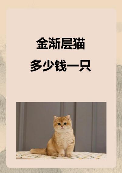 猫品种金渐层价格缩略图