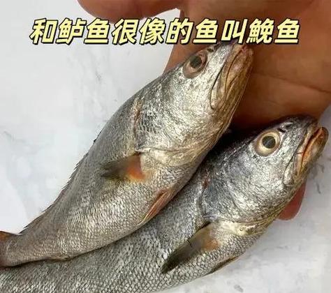 鮸鱼属于什么档次缩略图