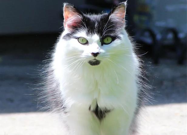 短尾猫多少钱一只缩略图
