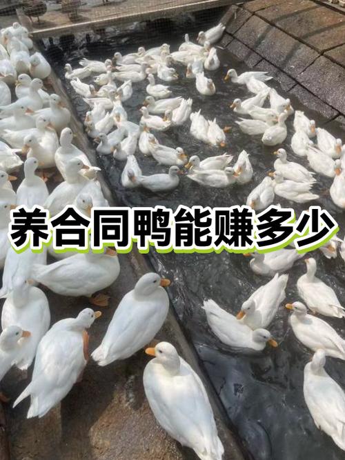 鸭子一年能挣多少钱游戏截图