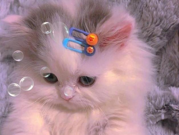 小奶猫头像呆萌图片缩略图