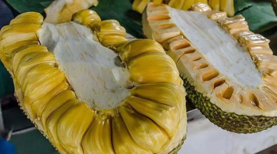 菠萝菠萝菠萝蜜菠萝菠萝蜜春姑游戏截图
