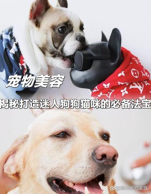 狗狗被打淤血怎么消