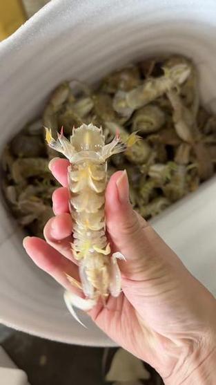 皮皮虾小视频怎么样缩略图