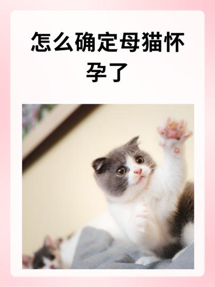猫猫多大可以怀孕缩略图