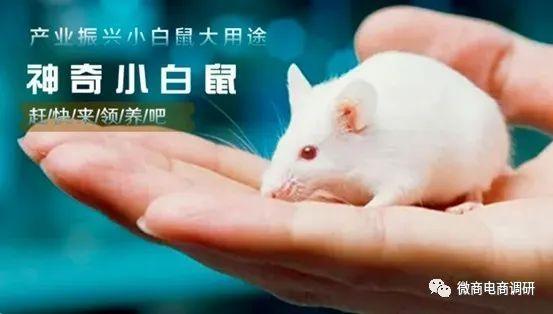 现在养白鼠挣钱吗缩略图