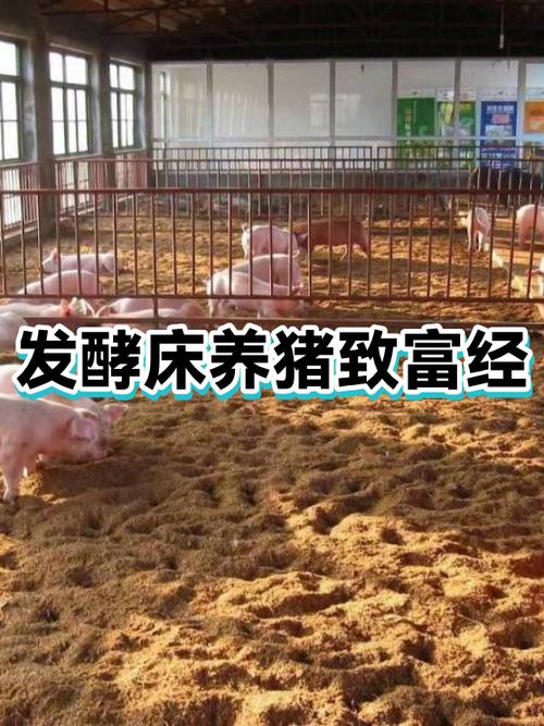 致富经养猪缩略图