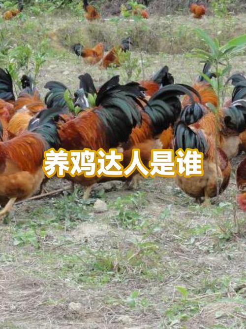 养鸡达人一天能赚多少缩略图