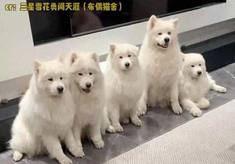 养200只狗一年的利润缩略图