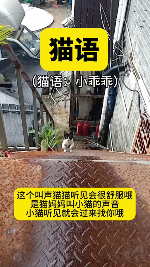 呼唤小猫的声音缩略图