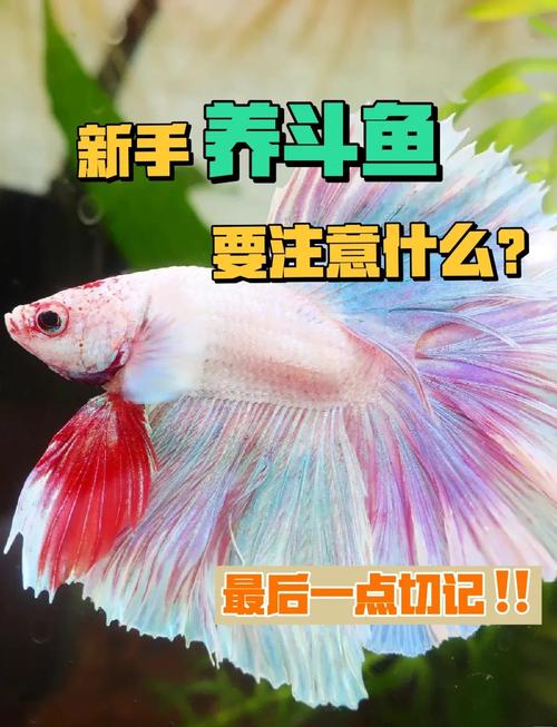 斗鱼去广告精简版缩略图
