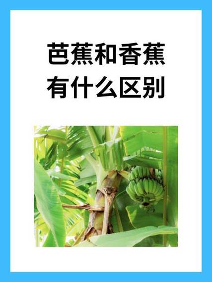 食用芭蕉的好处缩略图