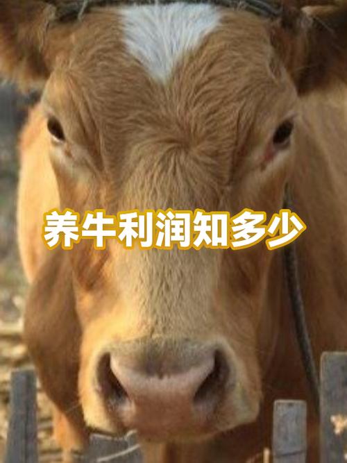 养一头牛的利润缩略图