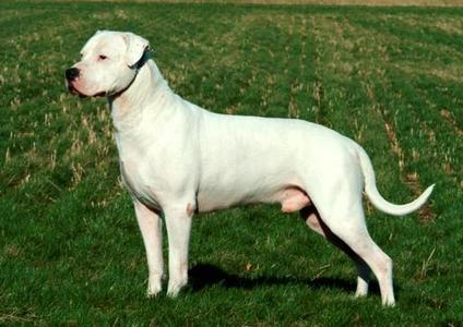 杜高犬一般多少钱一只缩略图