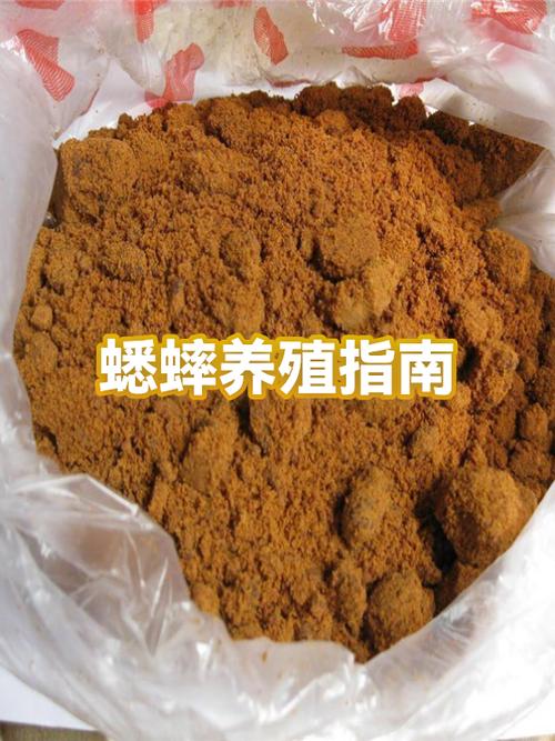 养殖蟋蟀赚钱吗缩略图