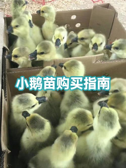 养鹅鹅苗多少钱一只缩略图