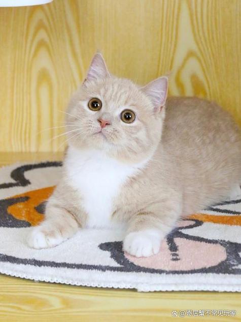 矮脚猫一般多少钱一只游戏截图