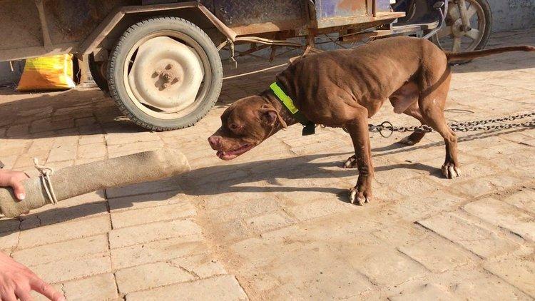 比特犬训练视频大全缩略图