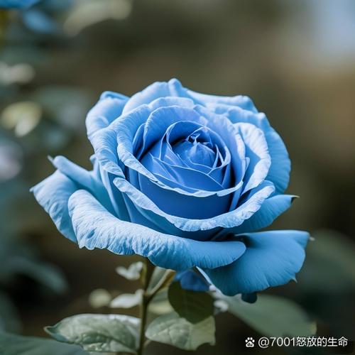 蓝色玫瑰寓意和花语缩略图
