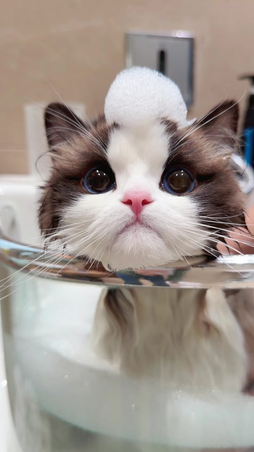 布偶猫的叫声缩略图