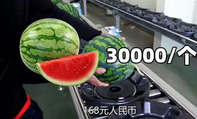 1万西瓜币能兑多少钱缩略图