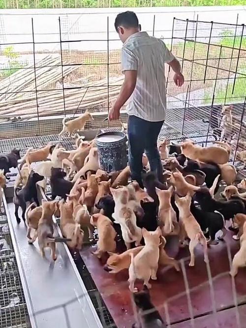 养肉狗的利润与成本缩略图