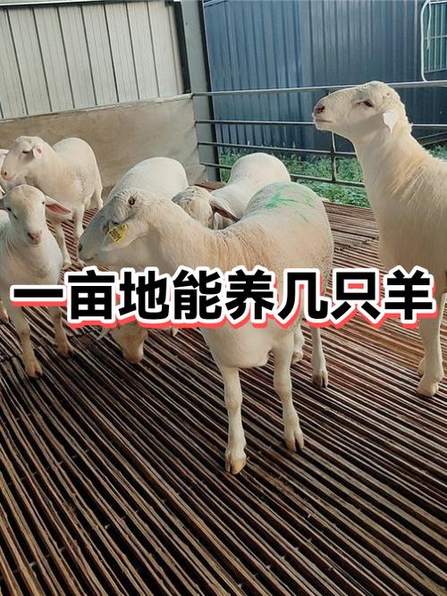一亩地能养多少只羊缩略图