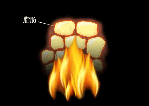 脂肪多吃什么可以去掉脂肪缩略图