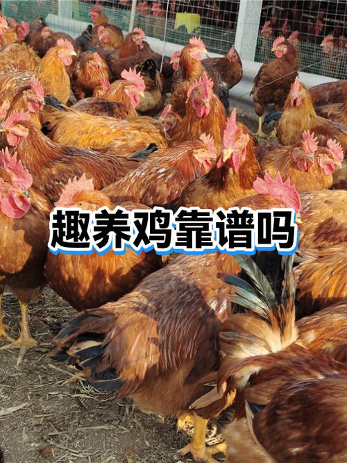 趣养鸡缩略图