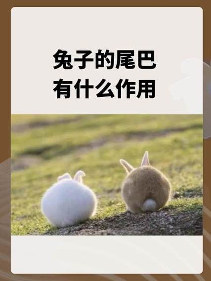 兔子代表什么缩略图