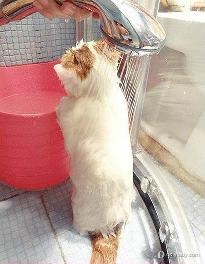 加菲猫喜欢洗澡吗游戏截图