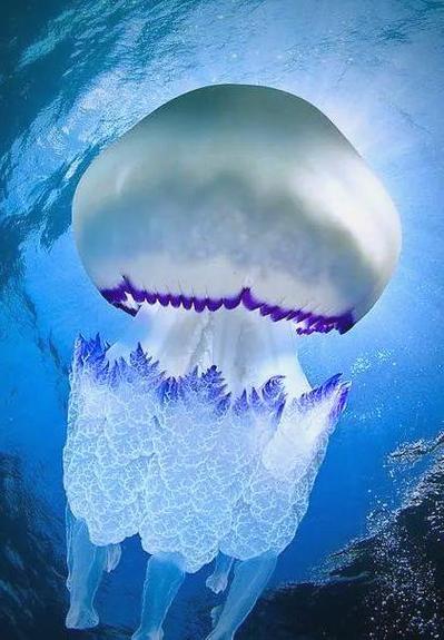 海底世界视频素材缩略图
