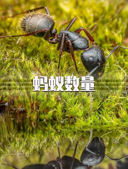 地球有多少只蚂蚁缩略图
