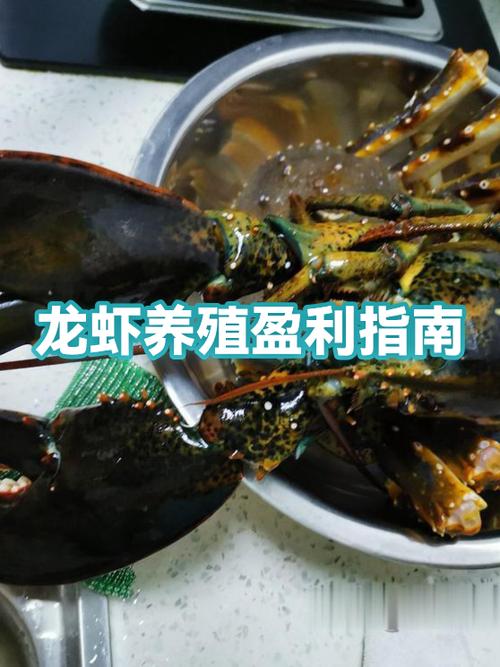 养殖龙虾一亩利润游戏截图