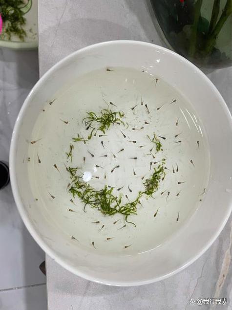刚买的孔雀鱼就死了缩略图