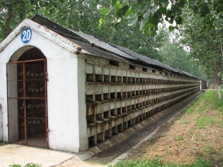 长毛兔兔舍建造方法缩略图