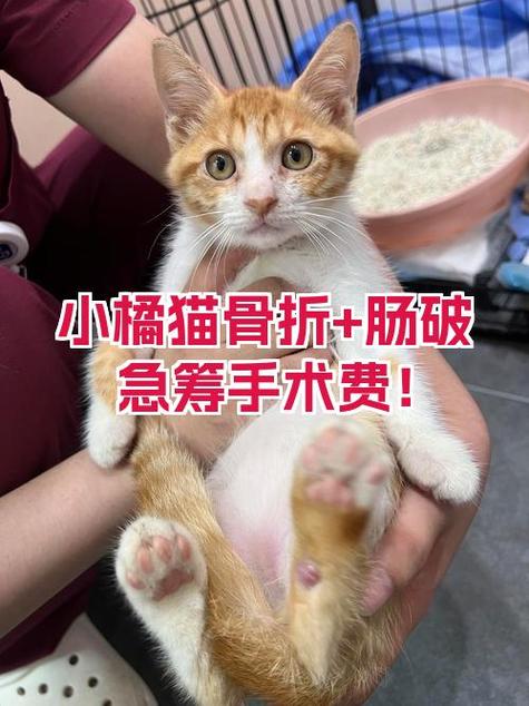 小橘猫贷款容易通过吗缩略图