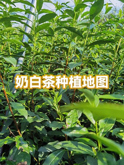 白茶价格一般多少钱一斤缩略图