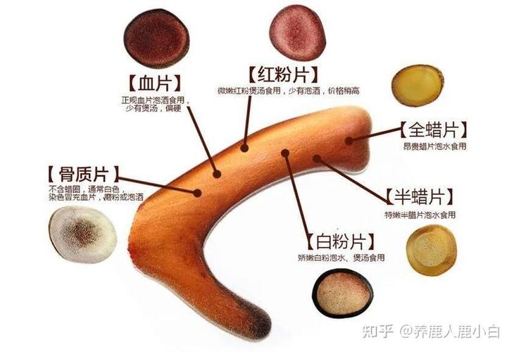 鹿茸片真假对照图缩略图