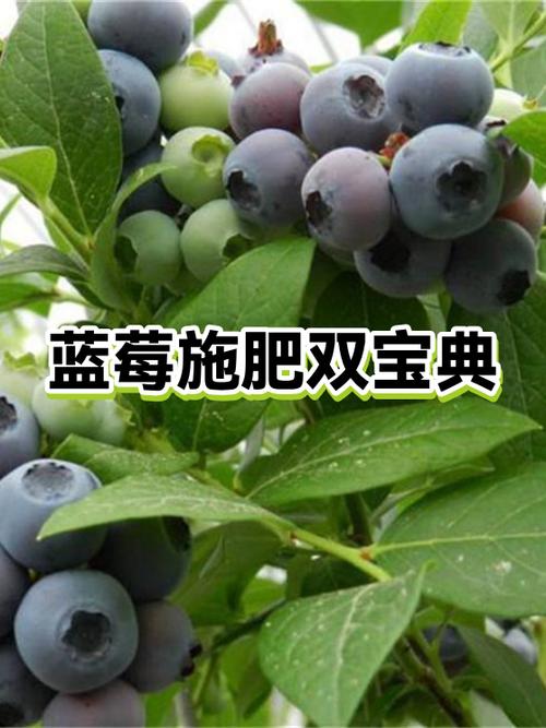 蓝莓吃不完怎么保存游戏截图
