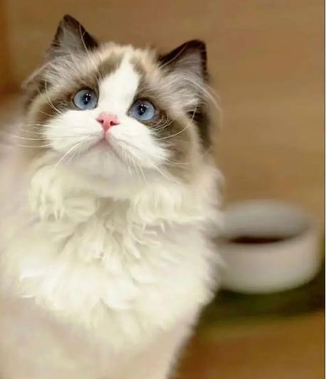 猫咪叫声播放游戏截图